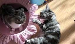 娱乐喵吃瓜,揭秘娱乐圈那些不为人知的幕后故事